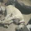 A wolfhound pinwheel