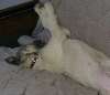 Sleeping on the couch