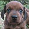 Link to Gretchen at 4 weeks old