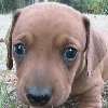 Link to Hans at 4 weeks old.