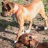 Mac is my brother's new boxer baby