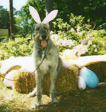Easter Oak