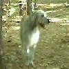 In the woods