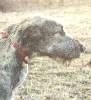 Gonna be a big dog some day.