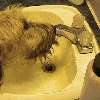 Jay drinks water from the bathroom sink