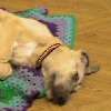 ...and take lots of naps! ...and take lots of naps!