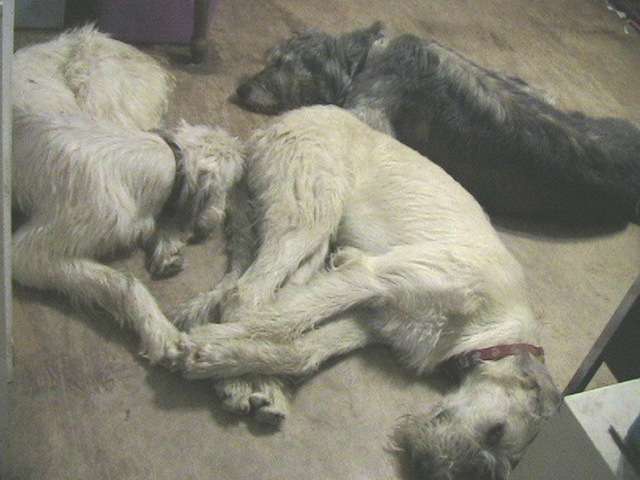 A wolfhound pinwheel A wolfhound pinwheel