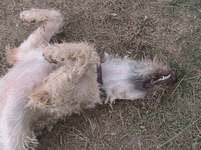 Sassy begging for a tummy rub Sassy begging for a tummy rub