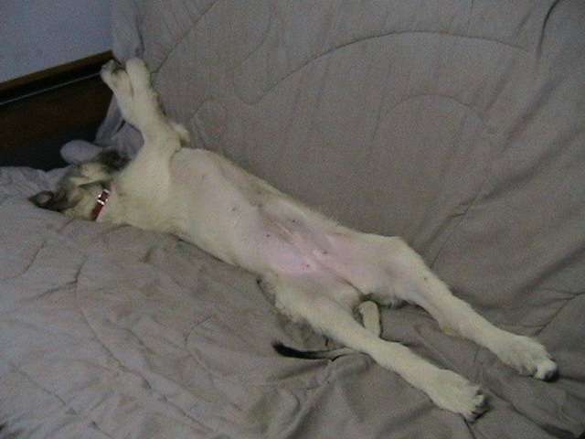 Sleeping on the couch Sleeping on the couch