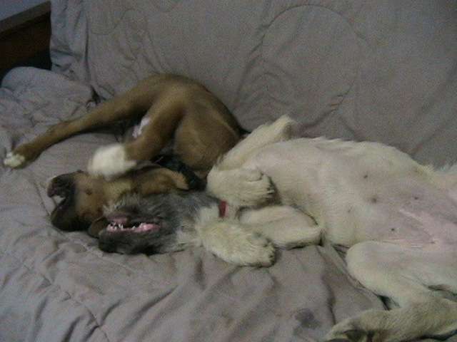 Their favorite way to fight Their favorite way to fight