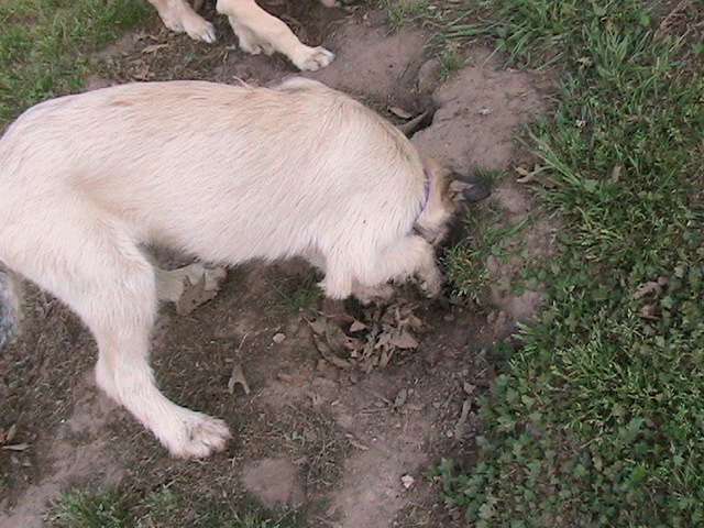 Digging a hole Digging a hole